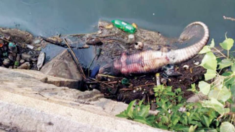 Crocodile carcass found in Bangaradoddi Canal