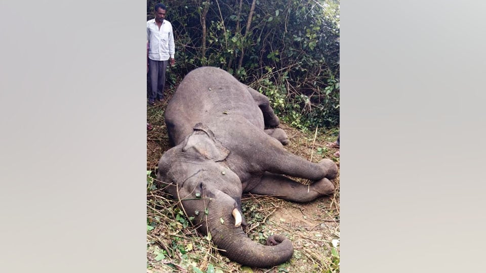 Tusker killed by speeding train in Hassan