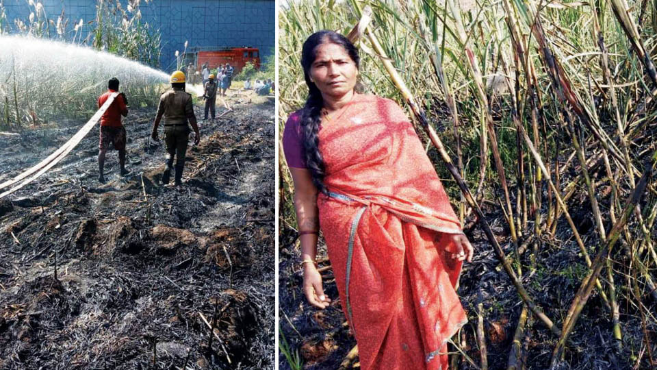 Fire destroys sugarcane crops across Mandya district