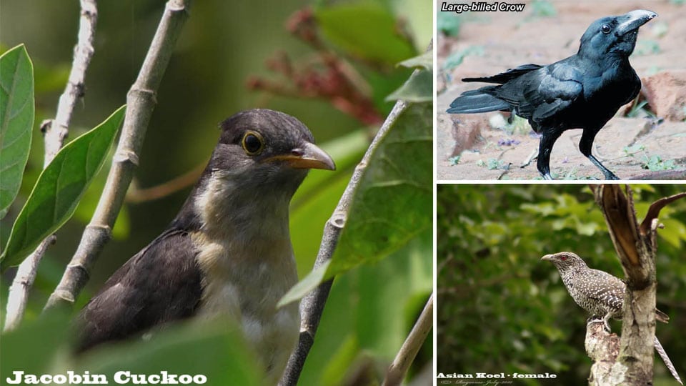 The story of Dumb Cuckoos, Smart Crows