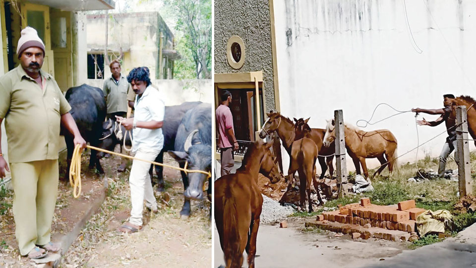 Echo of horse attack on woman: MCC rounds up stray animals