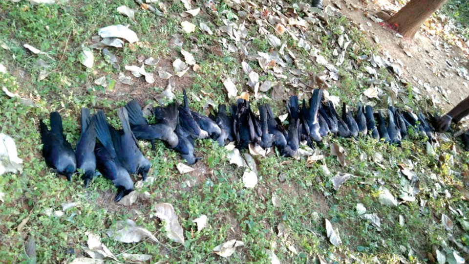 More than 60 birds and animals too found dead