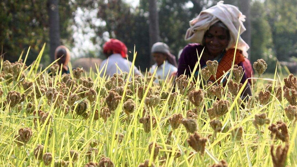 Ragi Procurement Centres to start functioning from Jan.1
