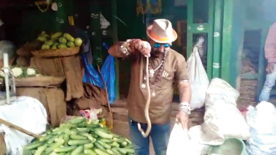 Snake Shyam rescues Cobra from vegetable shop