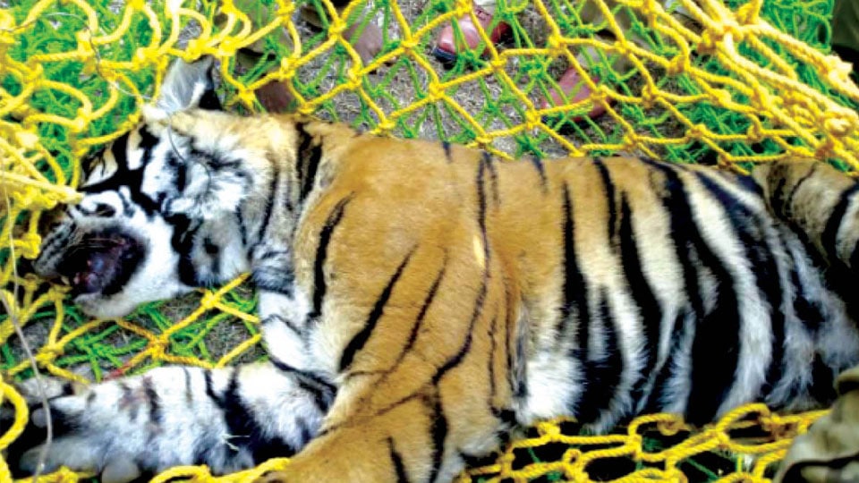 Tiger rescued, shifted to rehab