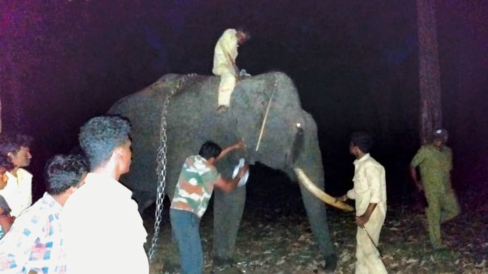 Missing elephant Ashoka found