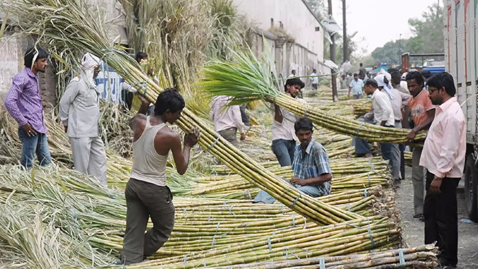 Cane growers, Sugar Mill owners meet