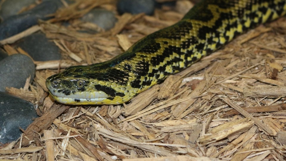 Workshop on rescue and relocation of snakes on Dec. 15, 16