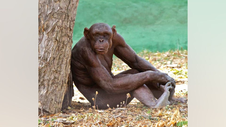 Chimp Guru dies at Mysuru Zoo