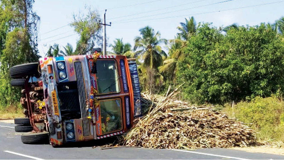 Sugarcane lorry overturns