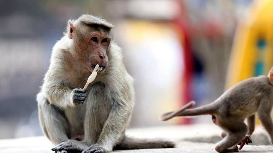 Monkey disease: High alert sounded in H.D. Kote