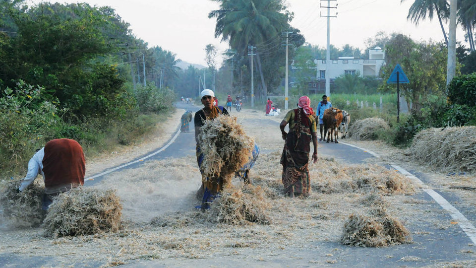 Despite warning, paddy threshing continues on public roads