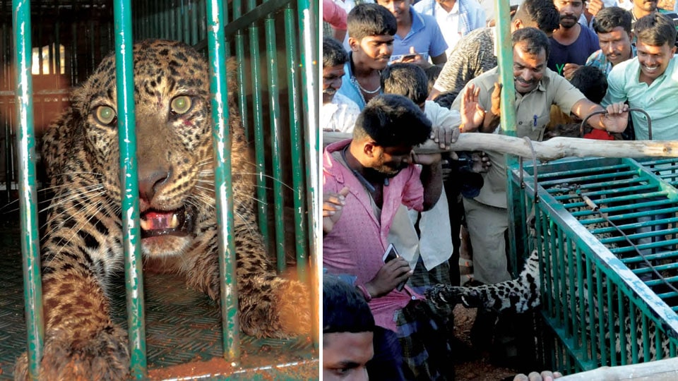 Leopard captured at Kalluru Naganahalli