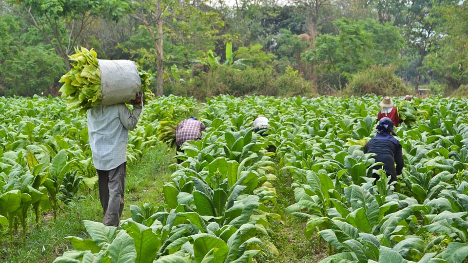 Tobacco growers seek licence