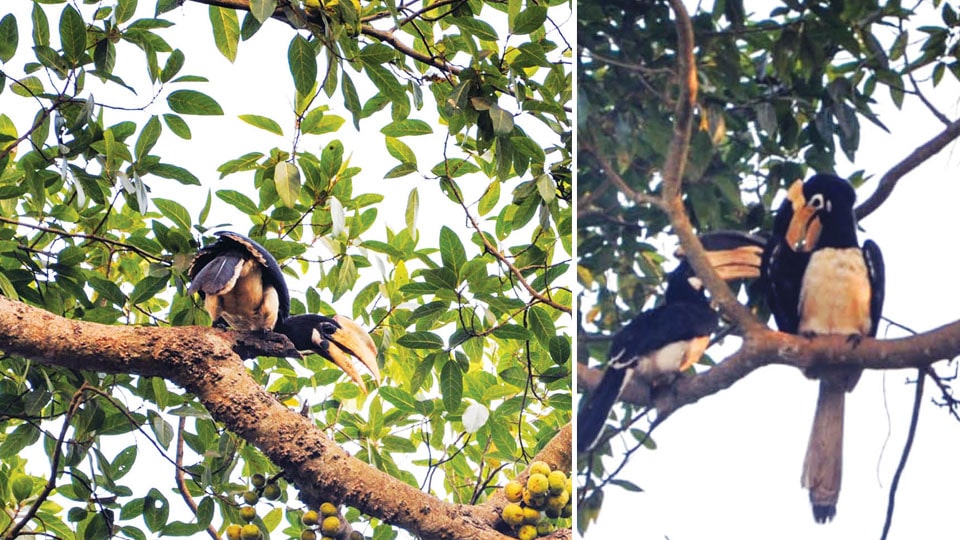 Hornbill: The dutiful father and husband