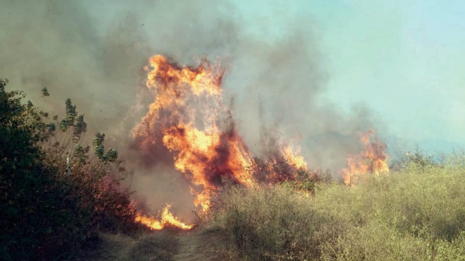 Fire destroys 25-acre forest at Bandipur