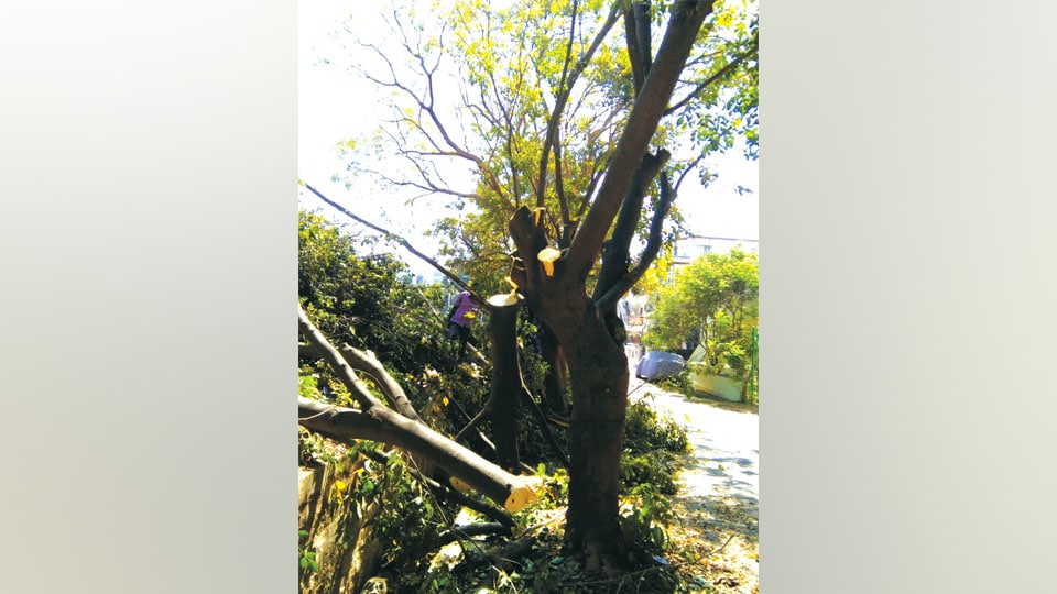 Residents upset over tree felling near Ittigegud