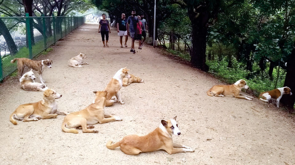 Pack of dogs posing danger to walkers at Kukkarahalli Lake