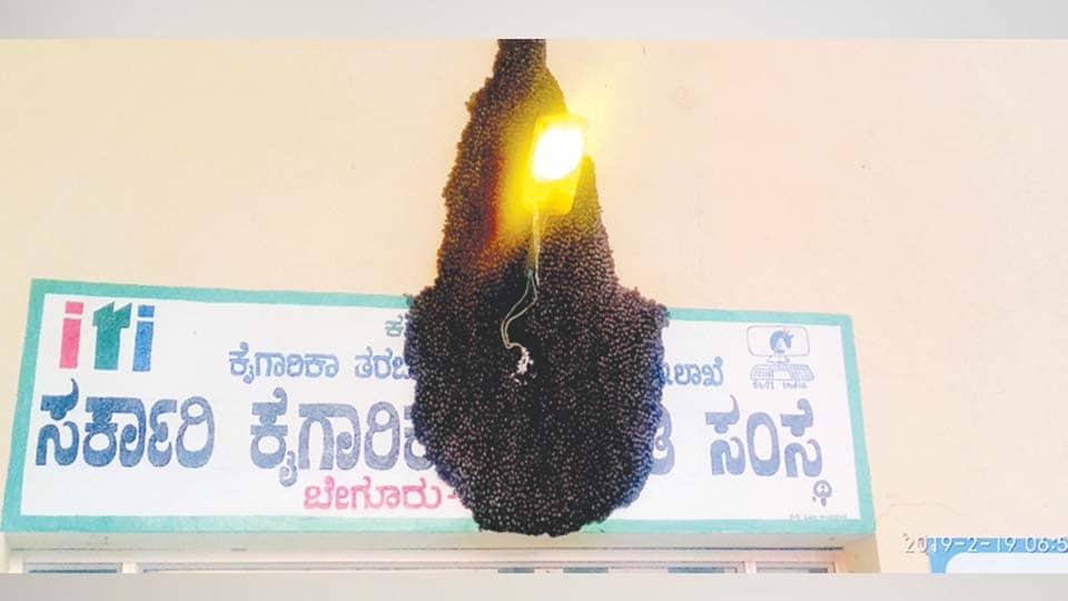 Beehive forces closure of ITI College for two days