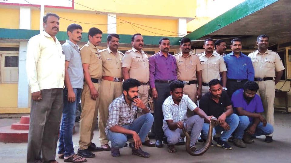 Attempt to sell Sand Boa: Accused arrested, two vehicles seized, snake rescued