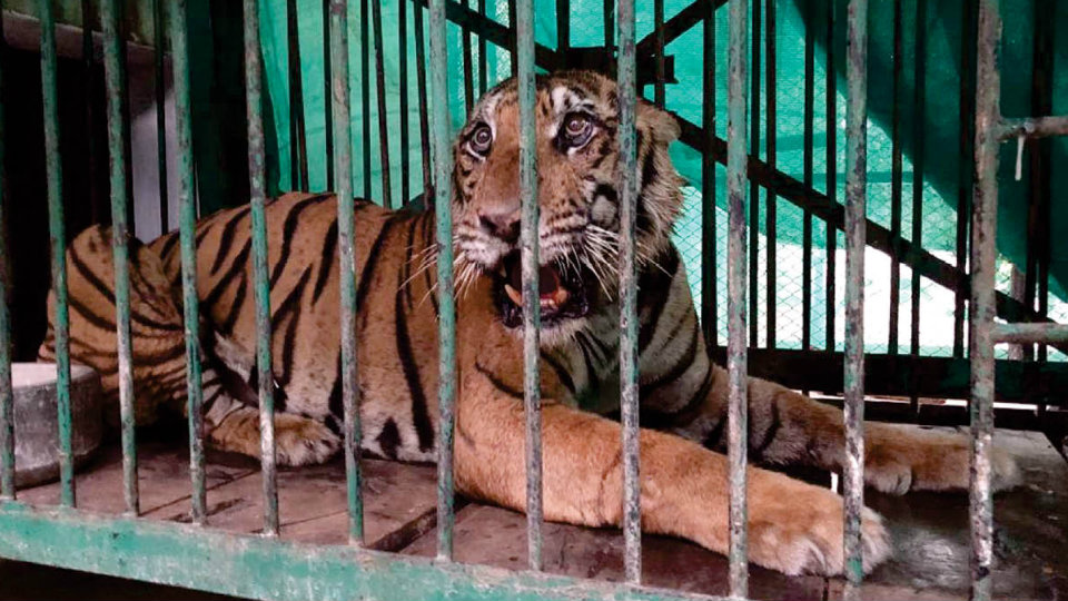 Capturing tiger without killing earns accolades