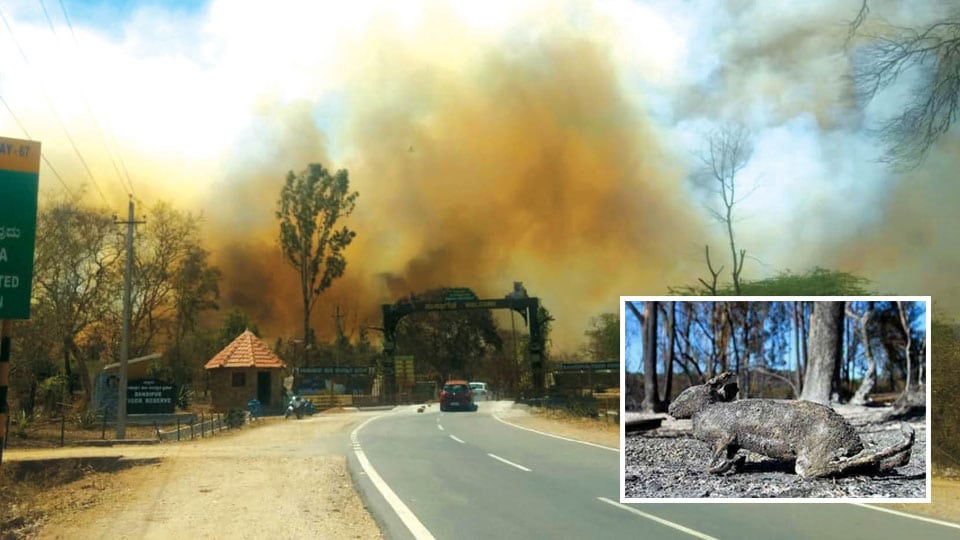 Fire continues to rage Bandipur Forest range