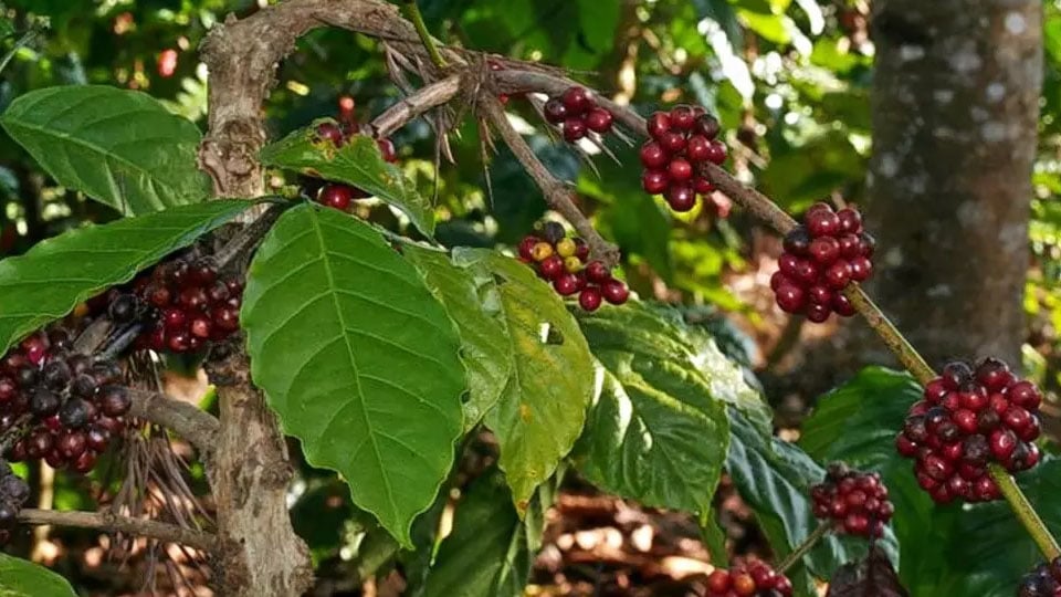 Trouble brewing for Kodagu coffee growers