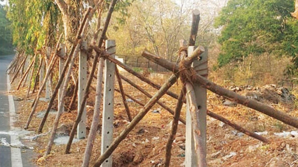 Zoo-Karanji Lake road side fenced; officials unaware