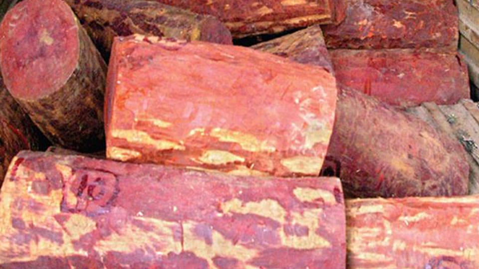 Red Sanders smuggling racket spreads from Mandya to Delhi