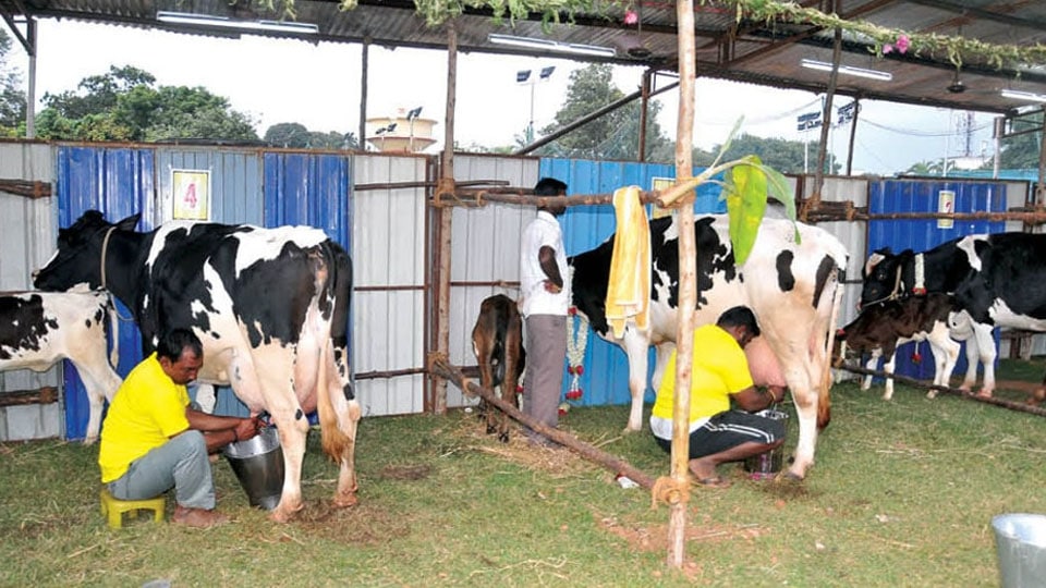 Milking contest: Cow yielding 41.8 kg milk bags honours S. Rishit of Maruti Dairy Farm of Bengaluru stands top among many competitors