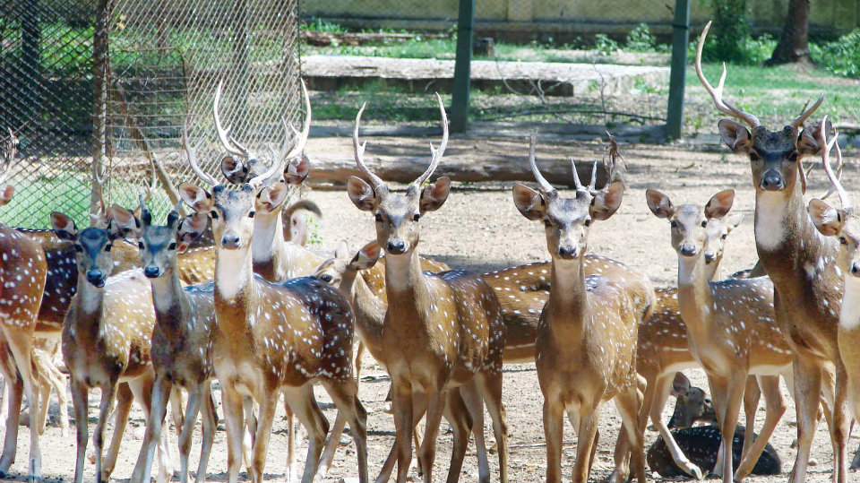 Mysuru Zoo translocates 52 surplus deer to Arabithittu Sanctuary