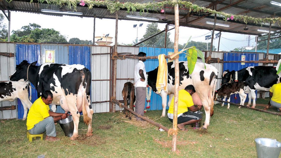 State-level Milking Contest