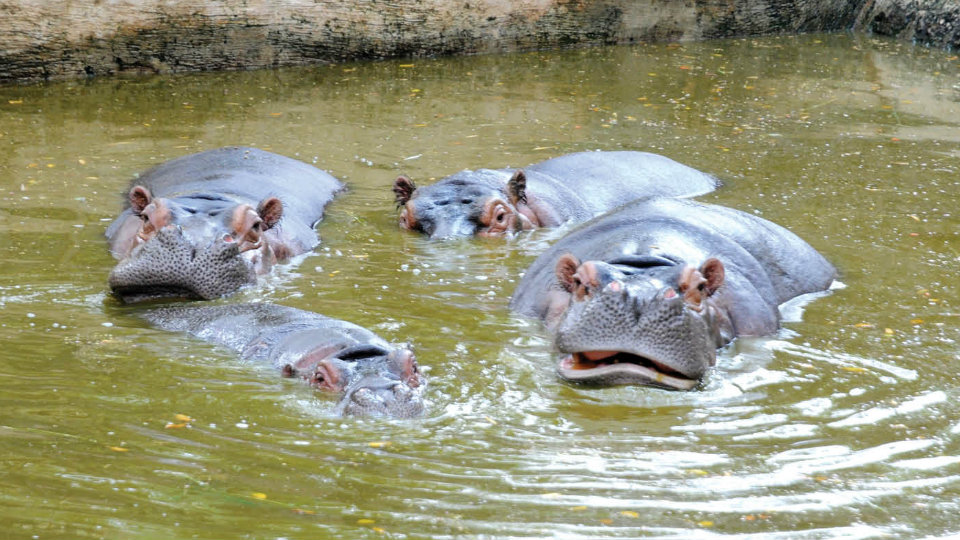 New glass enclosure for Hippos at Zoo