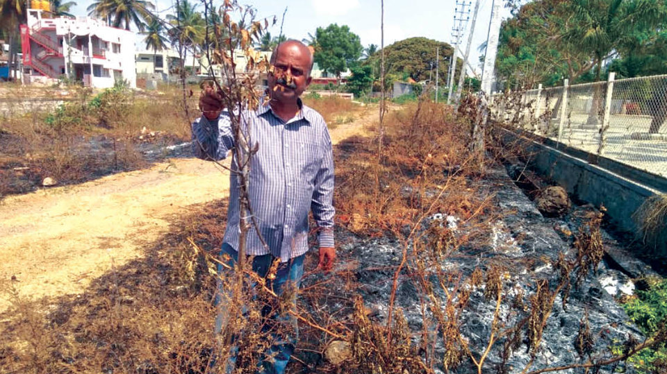 Fire damages saplings in Vijaynagar 3rd Stage