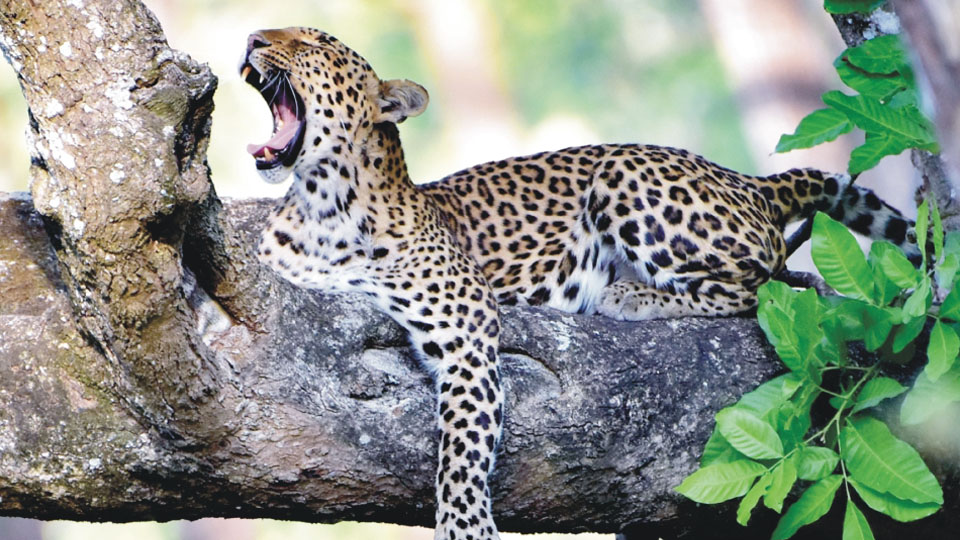 Exclusive Leopard Safari at Bannerghatta Biological Park