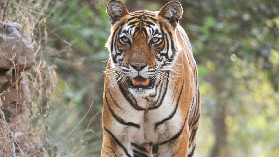 Cow, calf injured in tiger attack