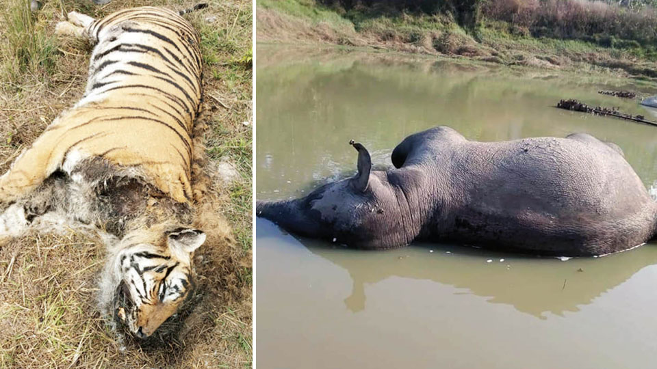 Tigress, elephant found dead