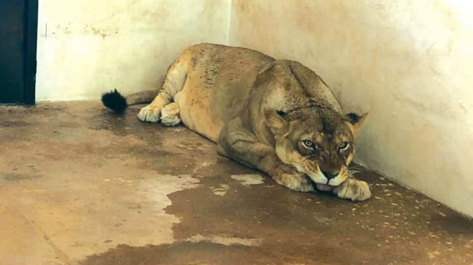 Lioness Rakshitha in Mysuru Zoo undergoes surgery
