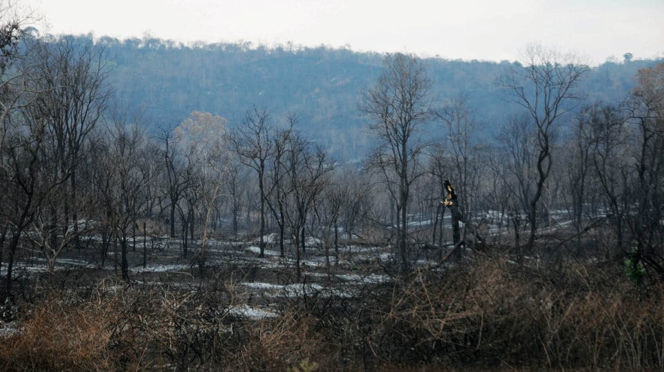 Devastated by wildfire, Bandipur looks forward to reforestation