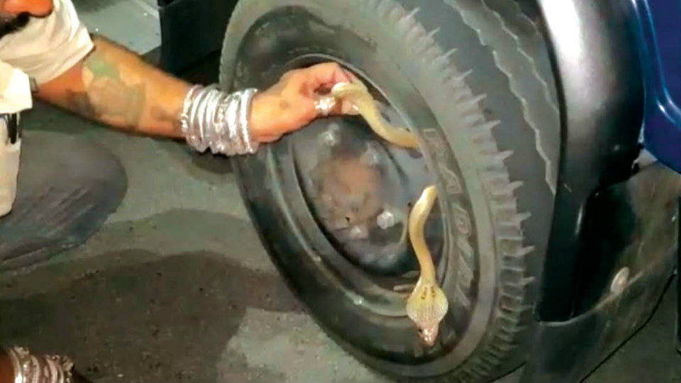 When a cobra wanted to travel in a Police vehicle