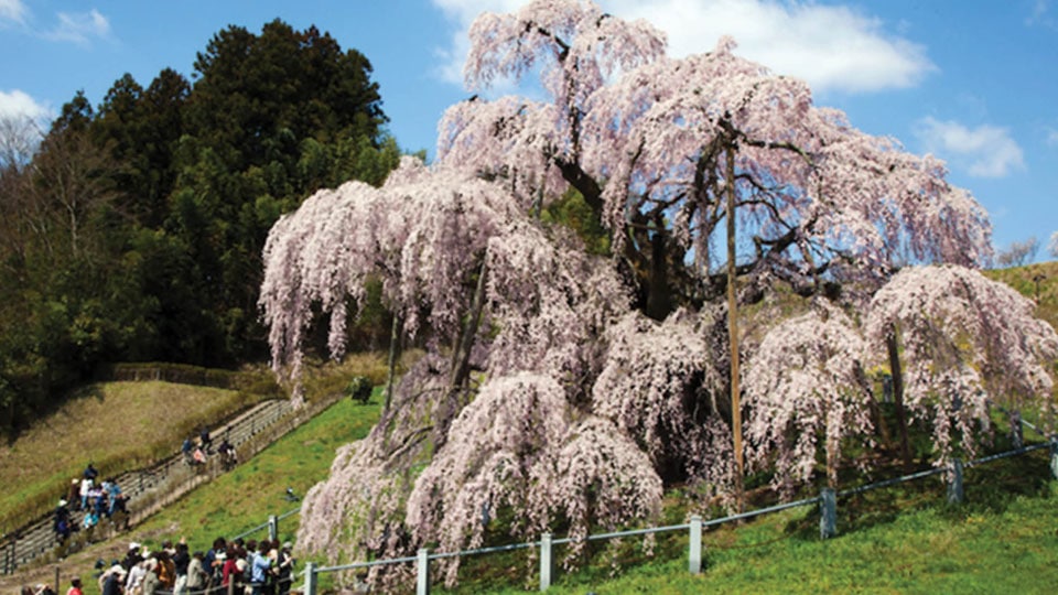 Sakura Flower Power