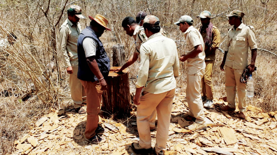 Timber theft at Nagarahole Wildlife Sanctuary
