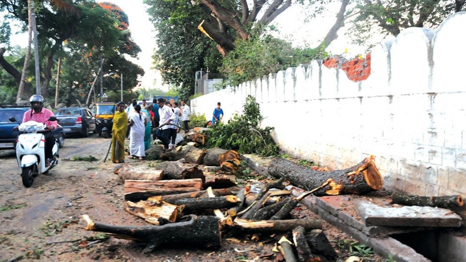 Forest Department permits to cut 48 trees; RIE chops off 88
