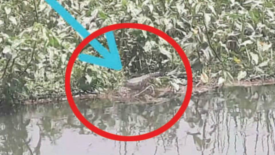 Crocodile scare at RBLL Canal near Belagola
