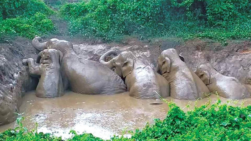 Elephants caught in slush rescued