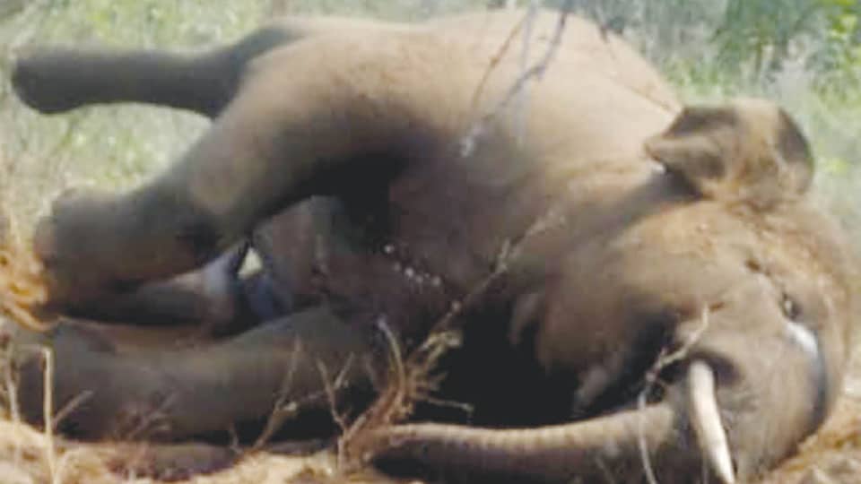 Wild elephants found dead