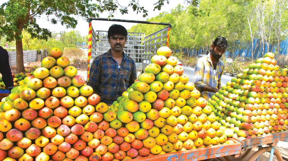 Low yield: Mango prices shoot up