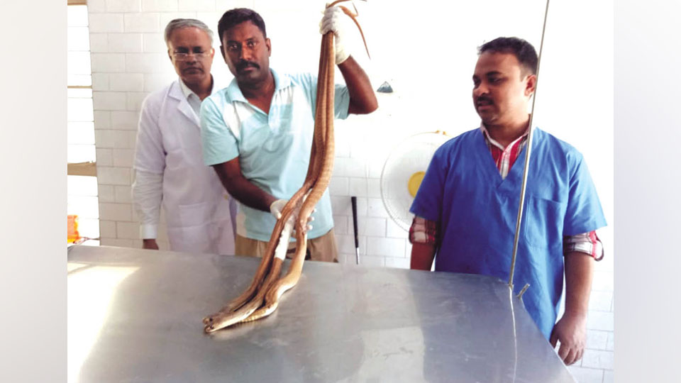 ﻿Injured snakes treated at city’s Veterinary Hospital
