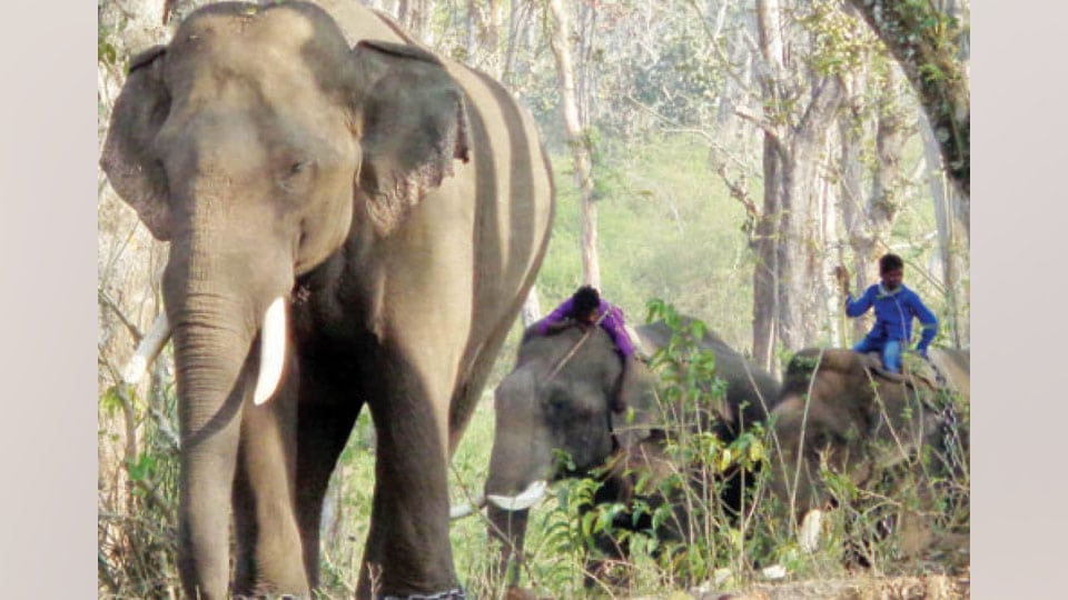 Entry of tourists to Dubare Elephant Camp restricted