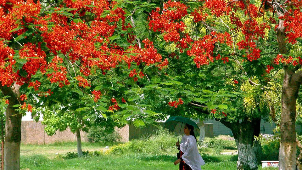 Number Gulmohar trees in city and take census
